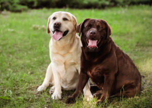 When people say it was just a dog: how to respond, and find support when your grief isn't understood 1 Family Blog. Dog Image